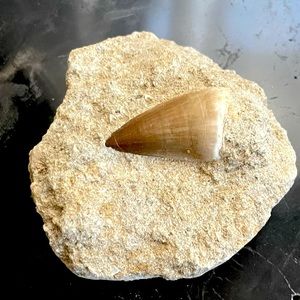 Fossil - Mosasaurus tooth fossil